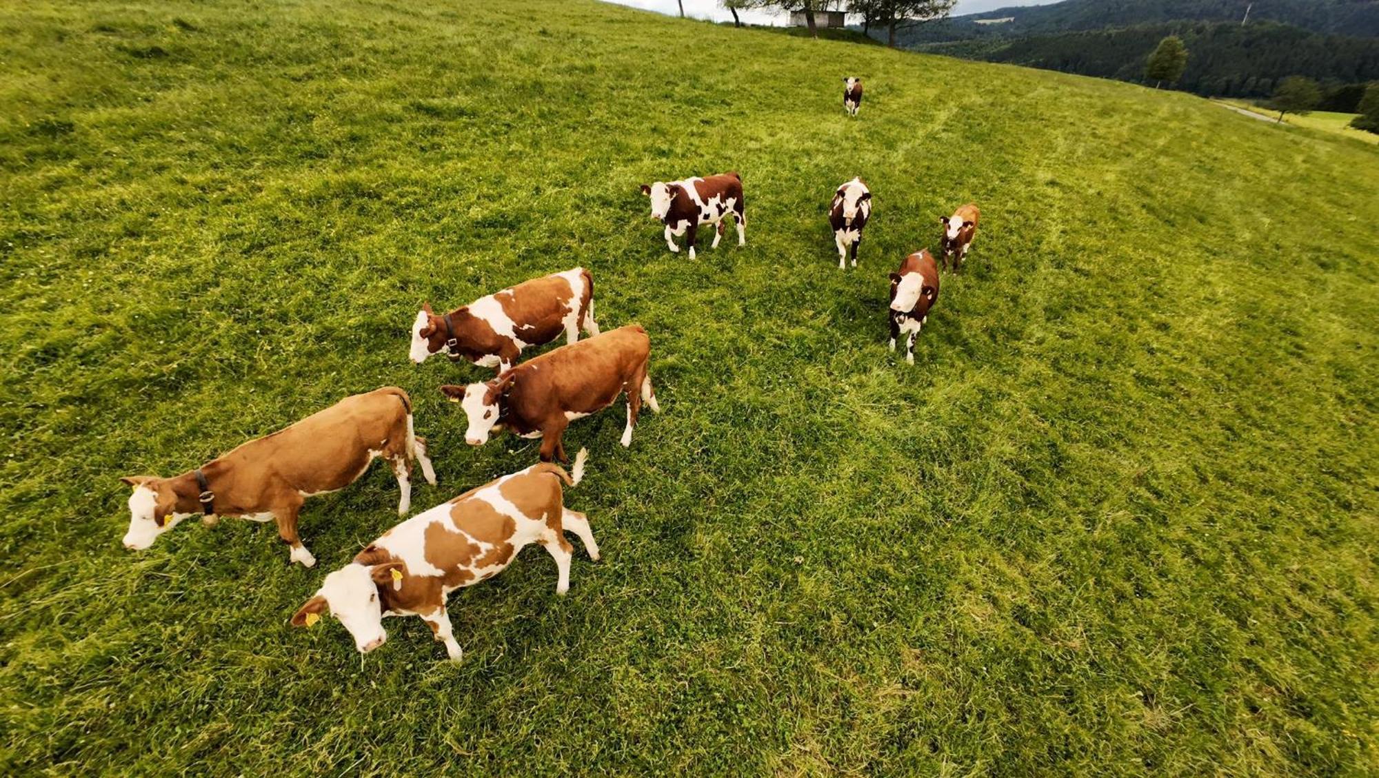 Kapellenhof Ferienwohnungen トリベルク エクステリア 写真